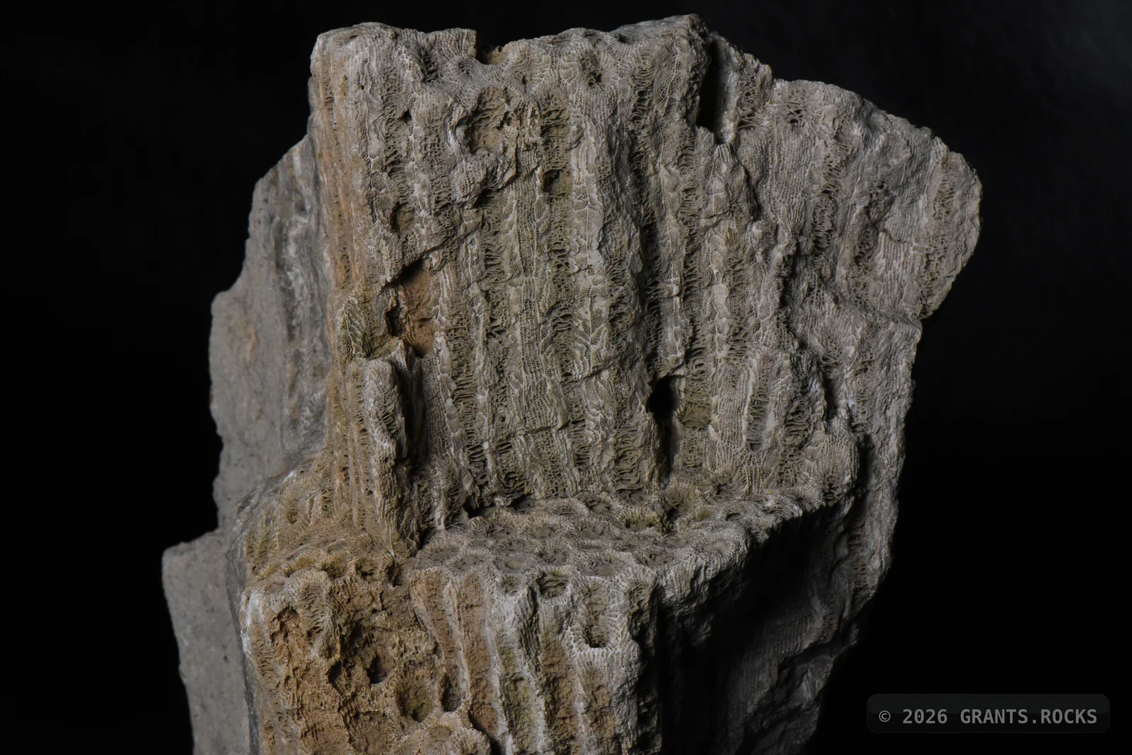 Close-up photograph of a fossil specimen against a black background.